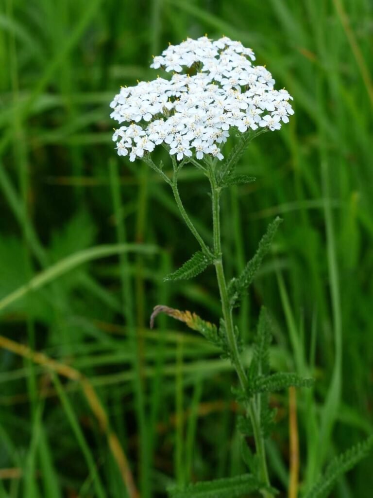 Yarrow
